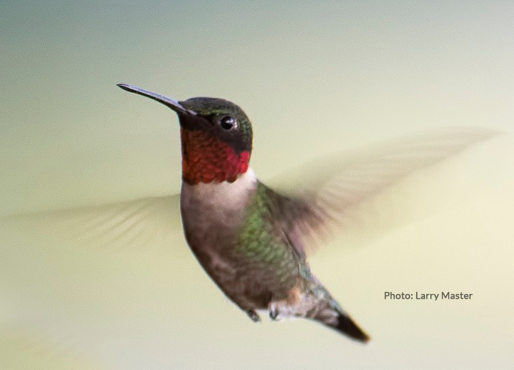 How Fast Do Hummingbirds Fly: Speed Records Explained