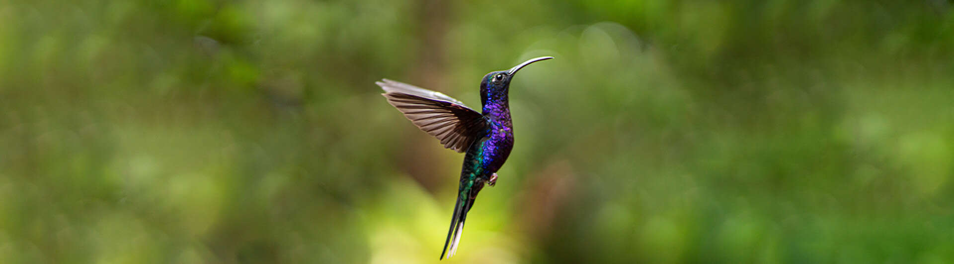 How High Do Hummingbirds Fly: Flight Facts