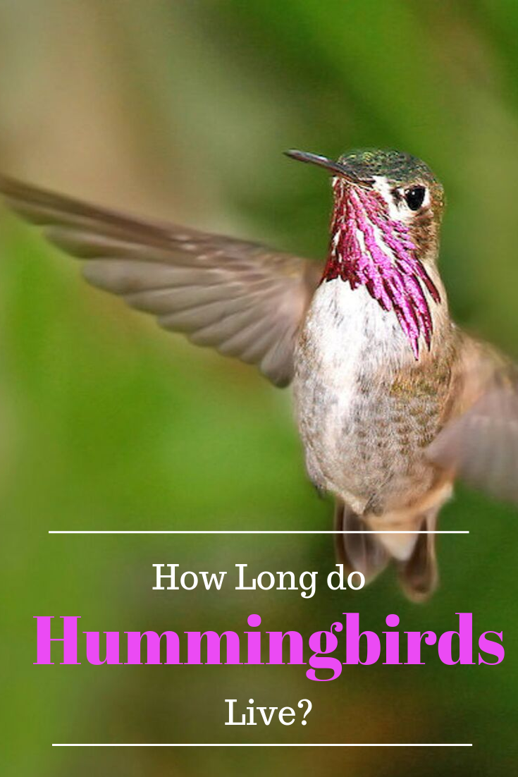 How Long Do Hummingbirds Live: Lifespan