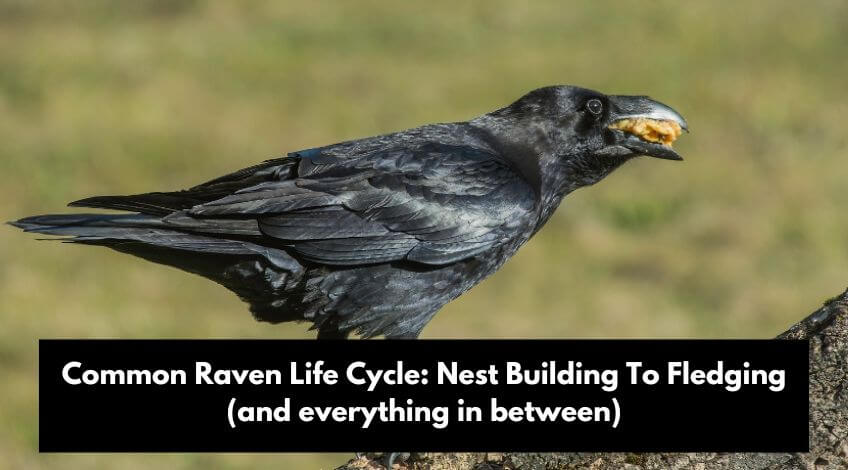 How Long Do Ravens Live: Lifespan & Longevity Guide