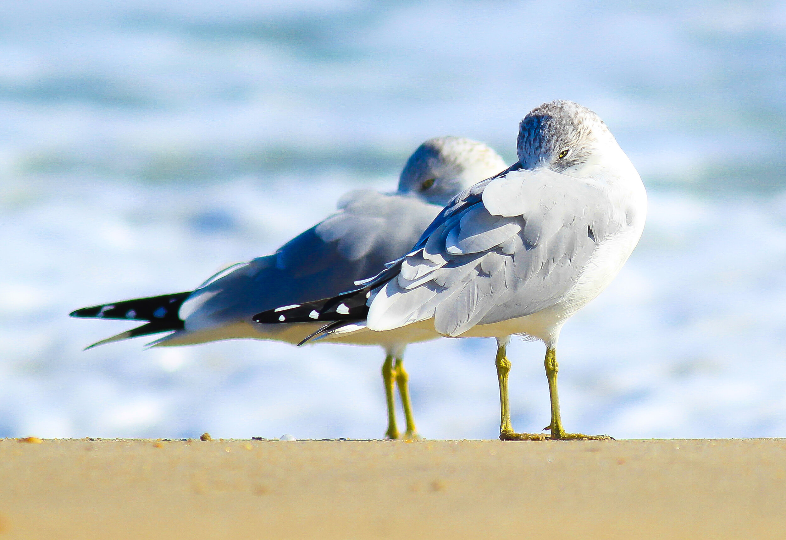 How Long Do Seagulls Live: Lifespan & Aging Facts