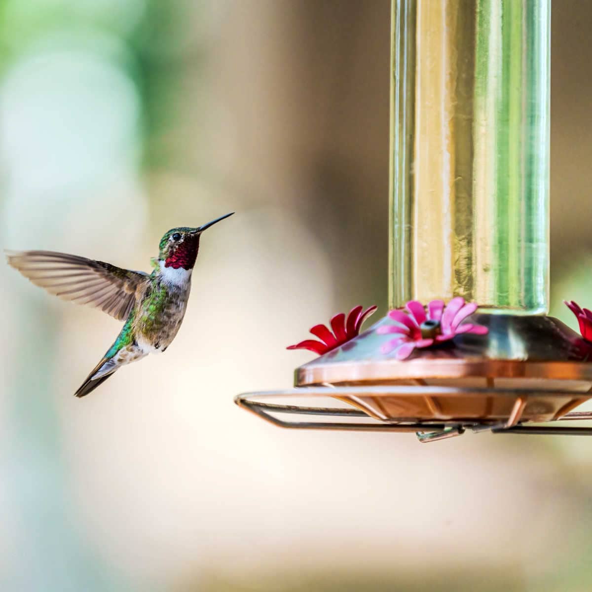 How Make Hummingbird Food: Easy DIY Nectar Guide