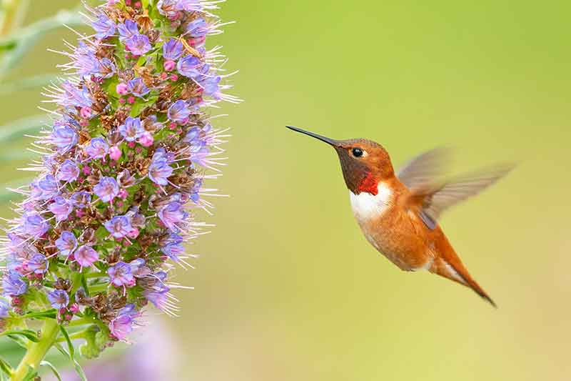 How Many Calories do Hummingbirds Need Daily