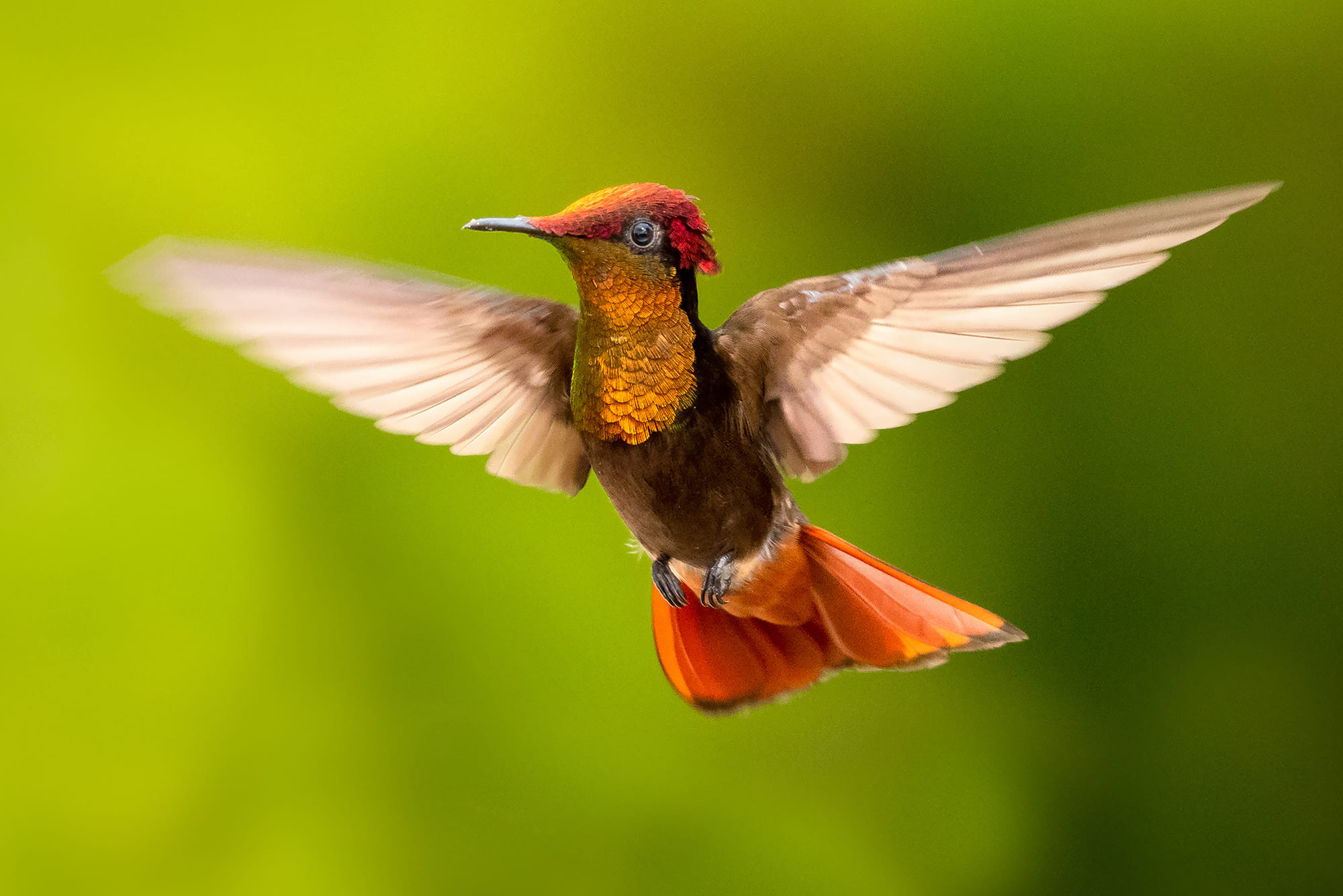 How Many Hummingbirds Exist: Global Species Count