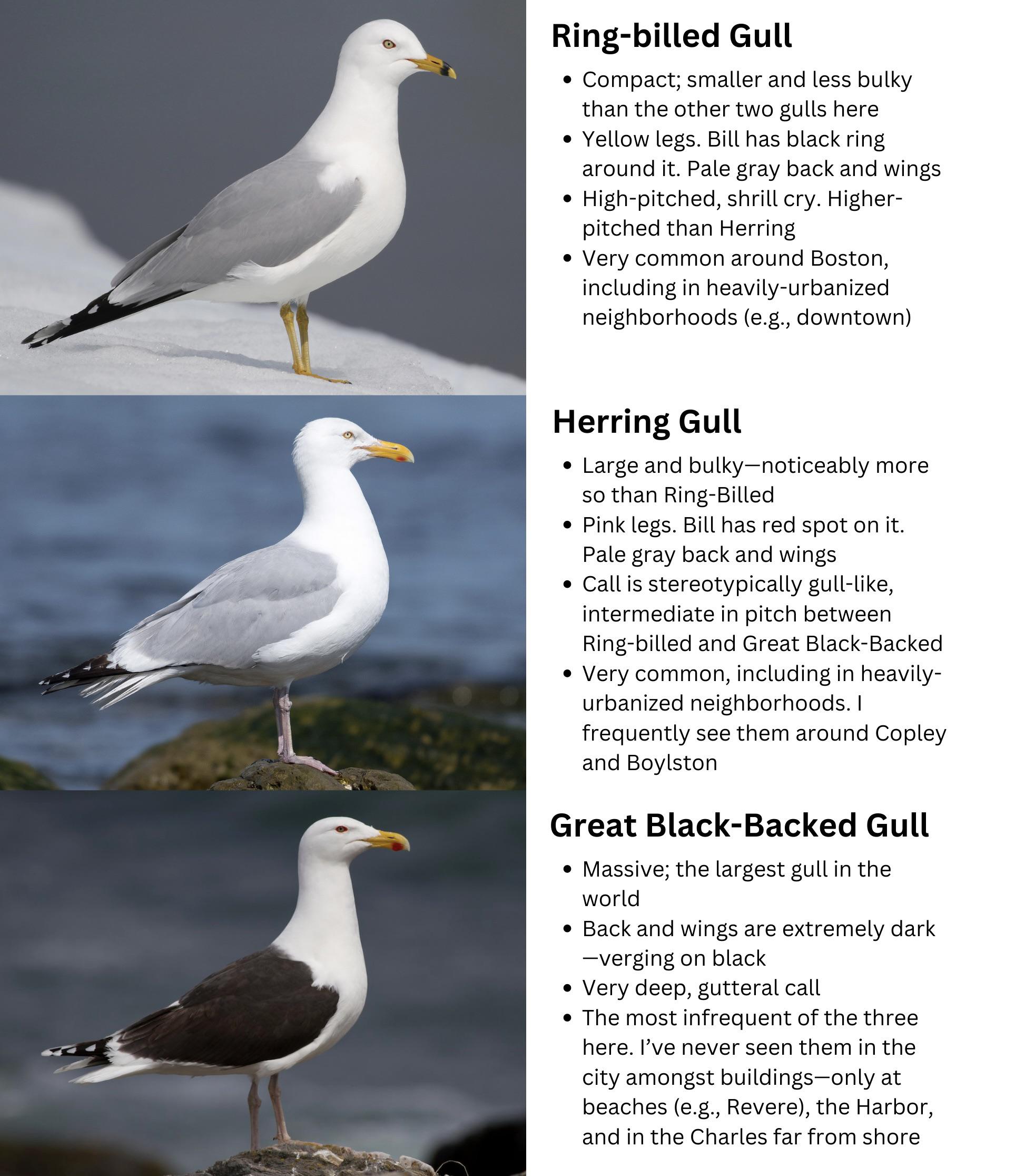 How Much Do Seagulls Weigh: Size Guide by Species