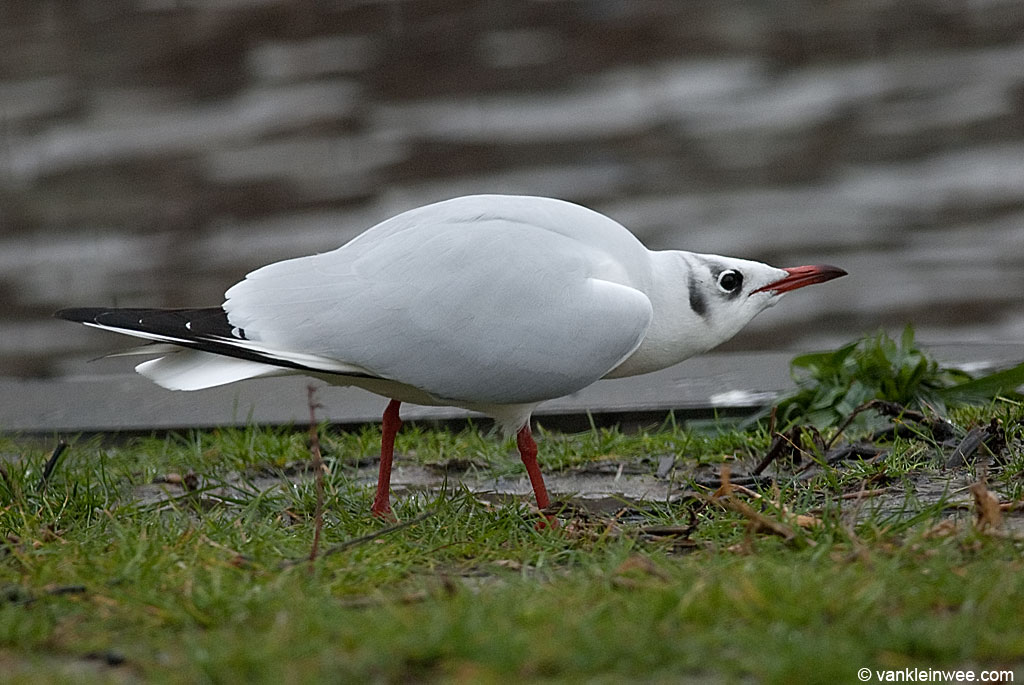 How Often Do Seagulls Breed: Mating Cycles