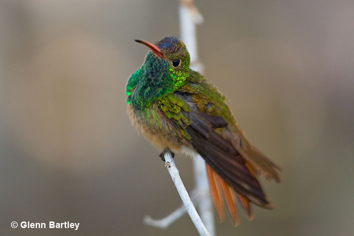 How Old Do Hummingbirds Live: Age Guide