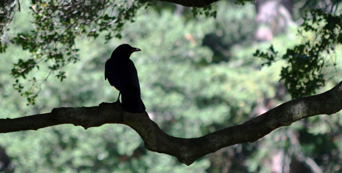 How to Attract Ravens: Safe & Ethical Methods