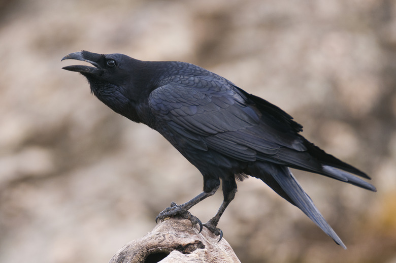 How to Distinguish Ravens: Identification Guide