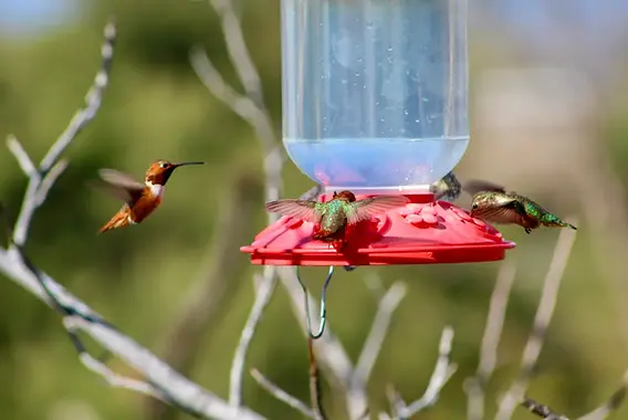 How to Keep Ants Out of Hummingbird Feeders