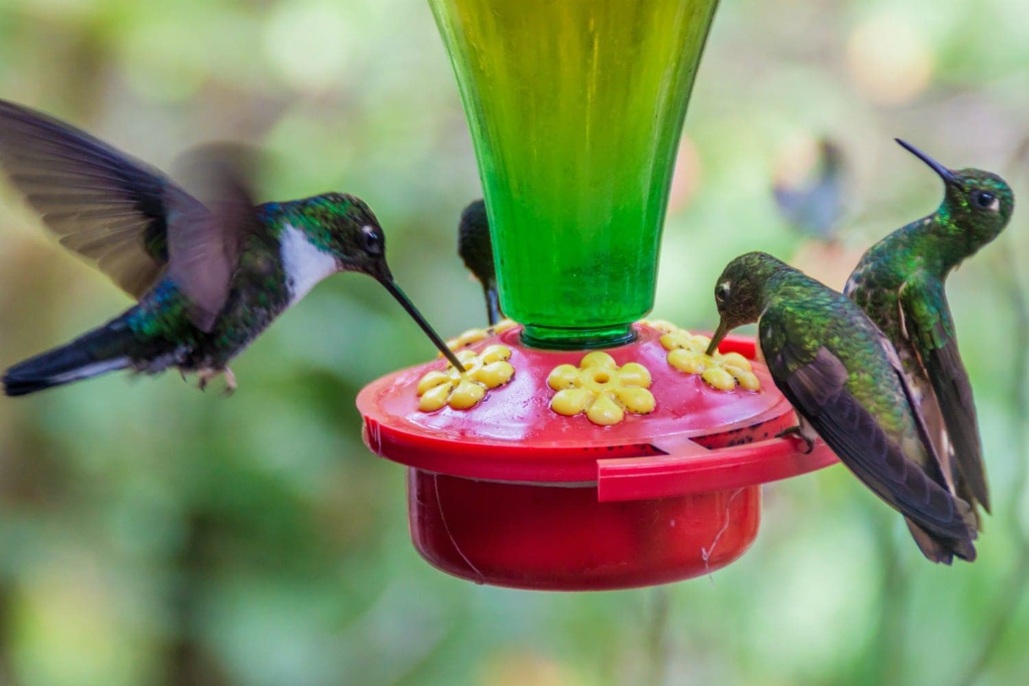 How to Make Sugar Water for Hummingbirds