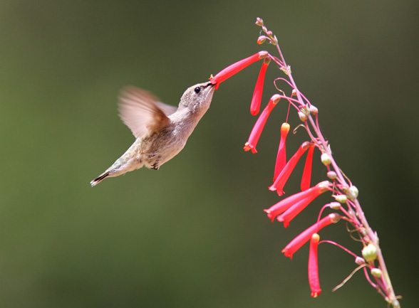 How to Photograph Hummingbirds: Pro Tips