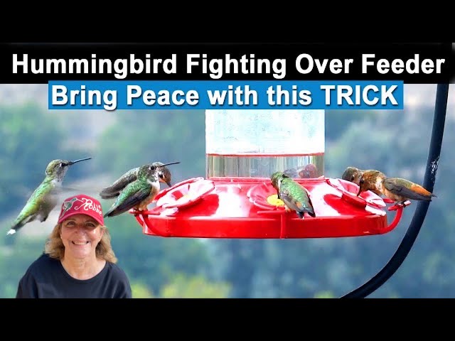 How to Protect Hummingbirds from Predators