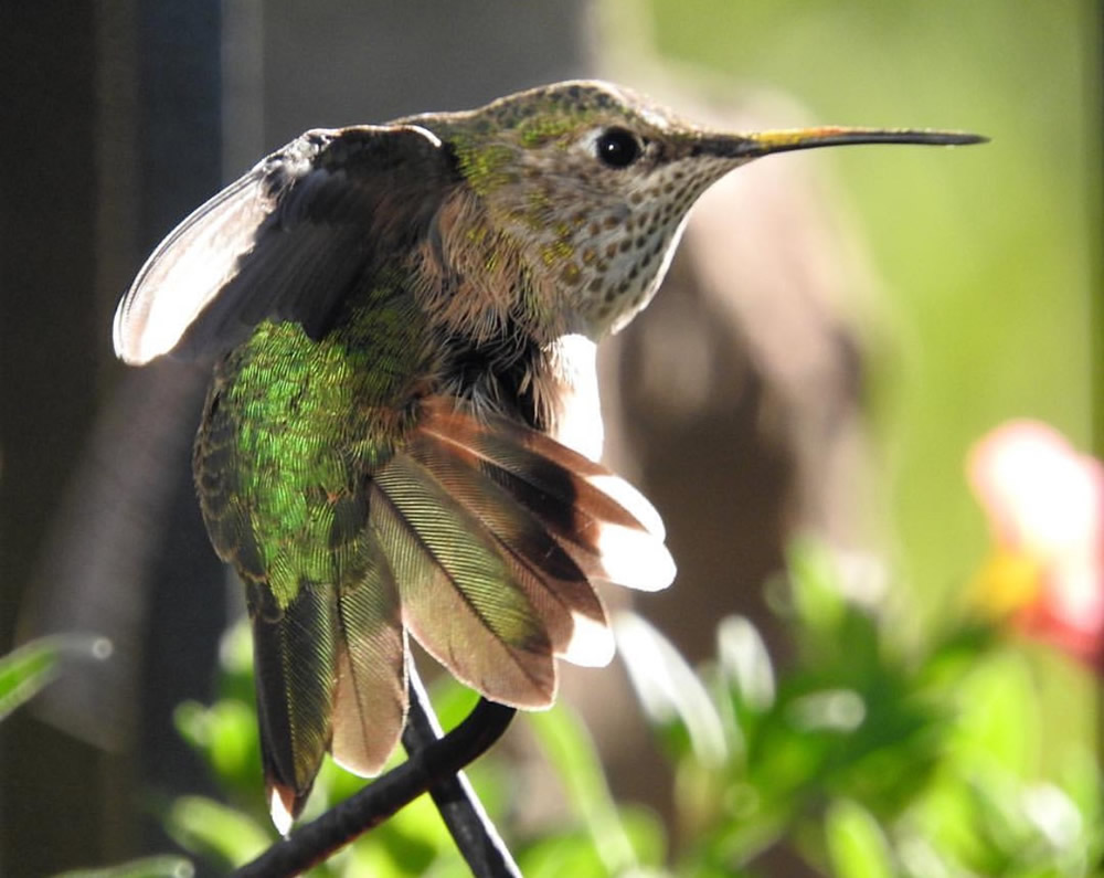 How to Report Hummingbirds: Citizen Science