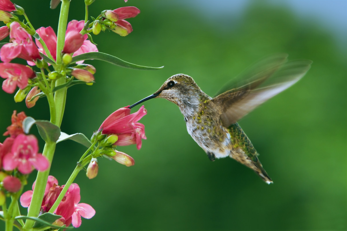 Hummingbird Beak: Guide to Their Feeding Tool