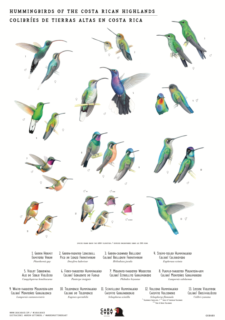 Hummingbird Colors: Guide to Their Brilliant Plumage