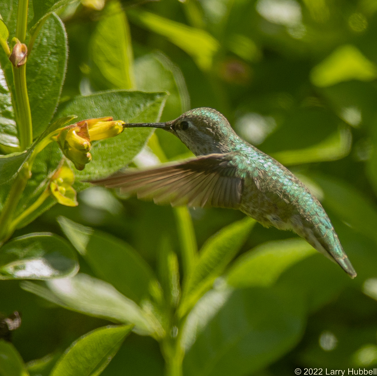 Hummingbird Conservation: Current Efforts & Impact