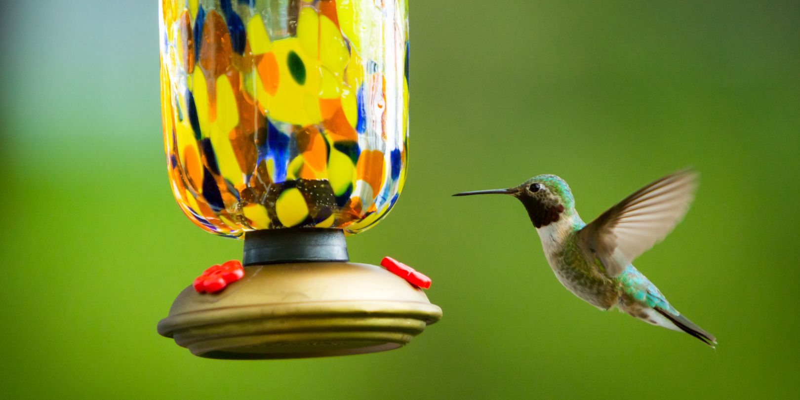 Hummingbird Diet: What These Tiny Birds Eat