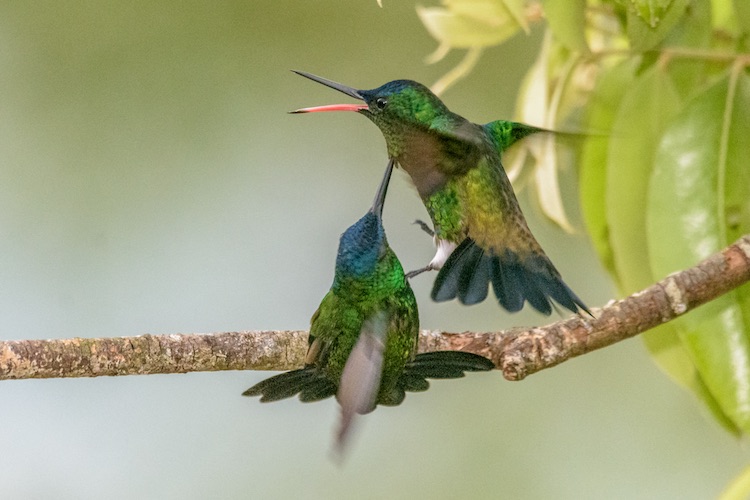 Hummingbird Don't Fly Away: Tips to Keep Them Around