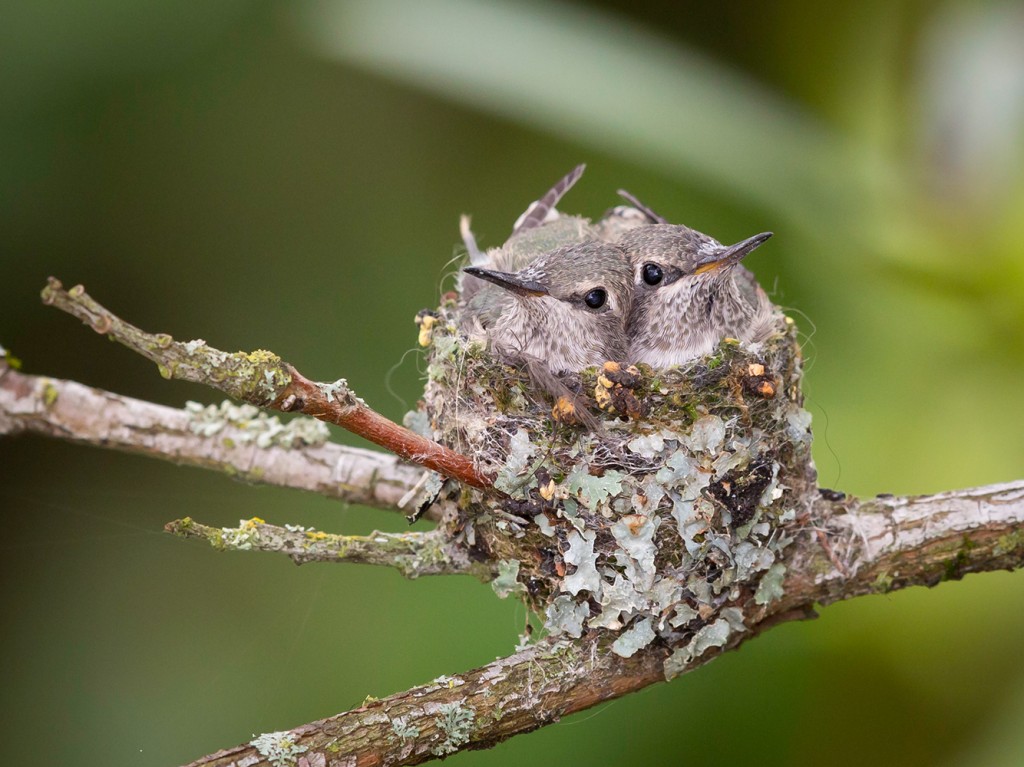 Hummingbird Eggs: Essential Guide to Nesting