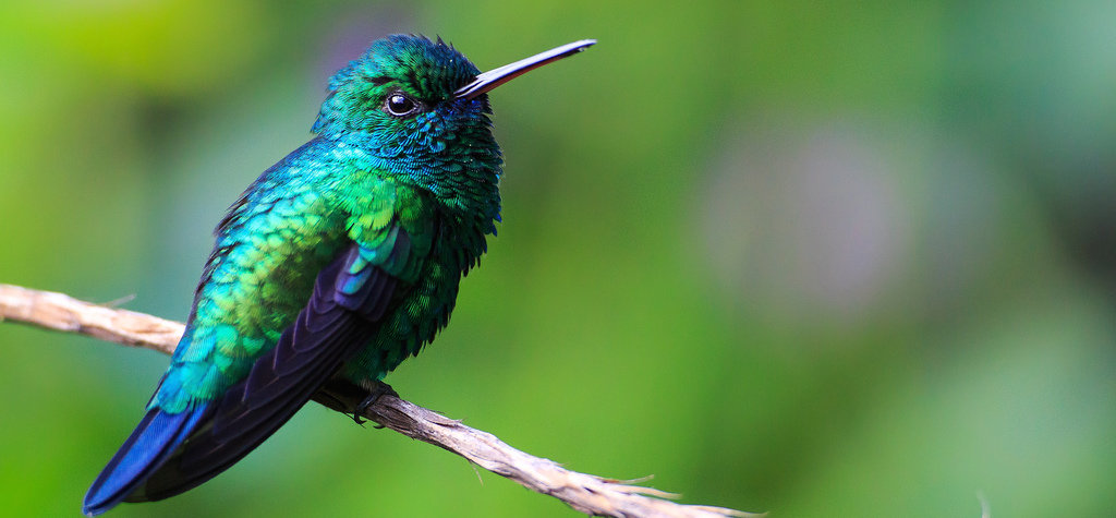 Hummingbird Facts: Amazing Things You Should Know