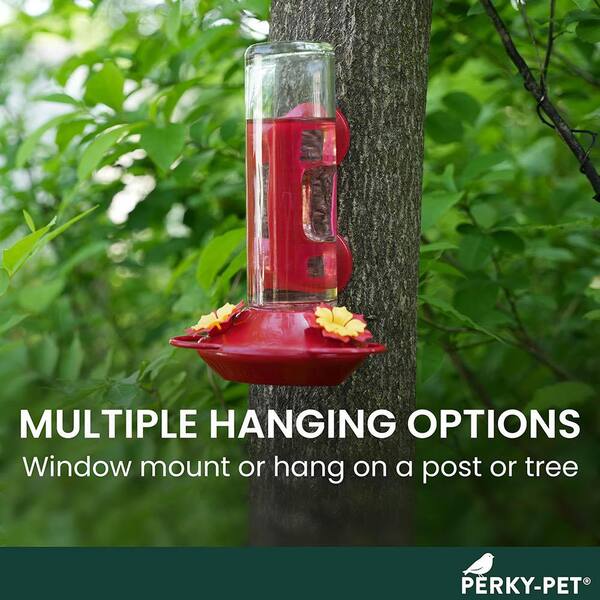 Hummingbird Feeder With Camera: Best Viewing Options