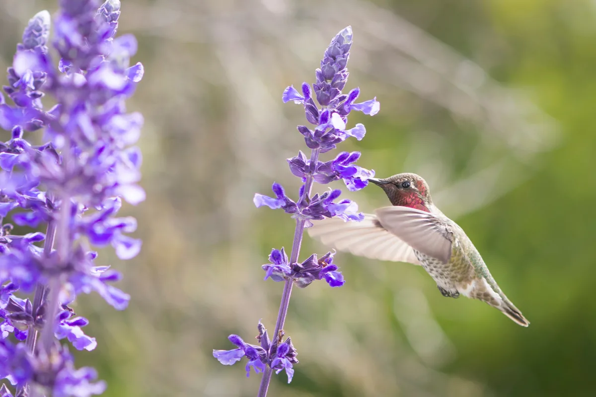 Hummingbird Flowers: Top Blooms That Attract Them