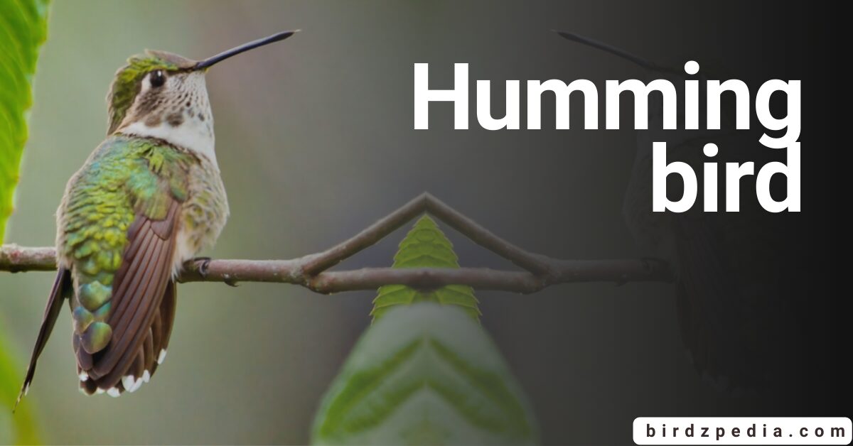 Hummingbird Habitat Loss: Causes and Solutions