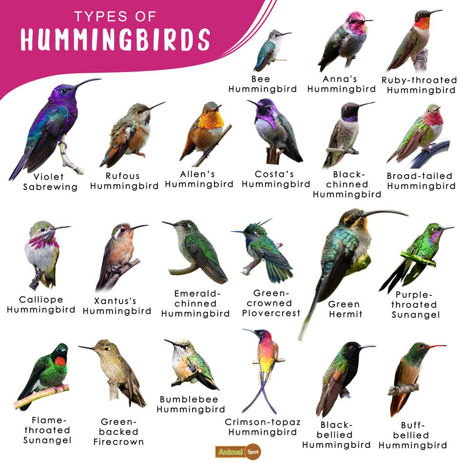 Hummingbird Habitat: Where These Birds Thrive