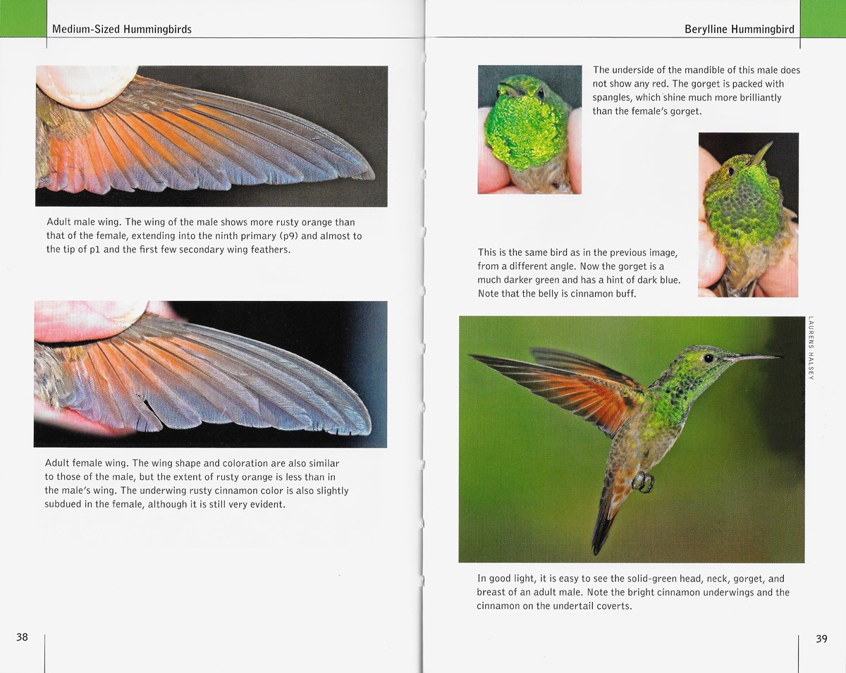 Hummingbird Identification: Visual Field Guide