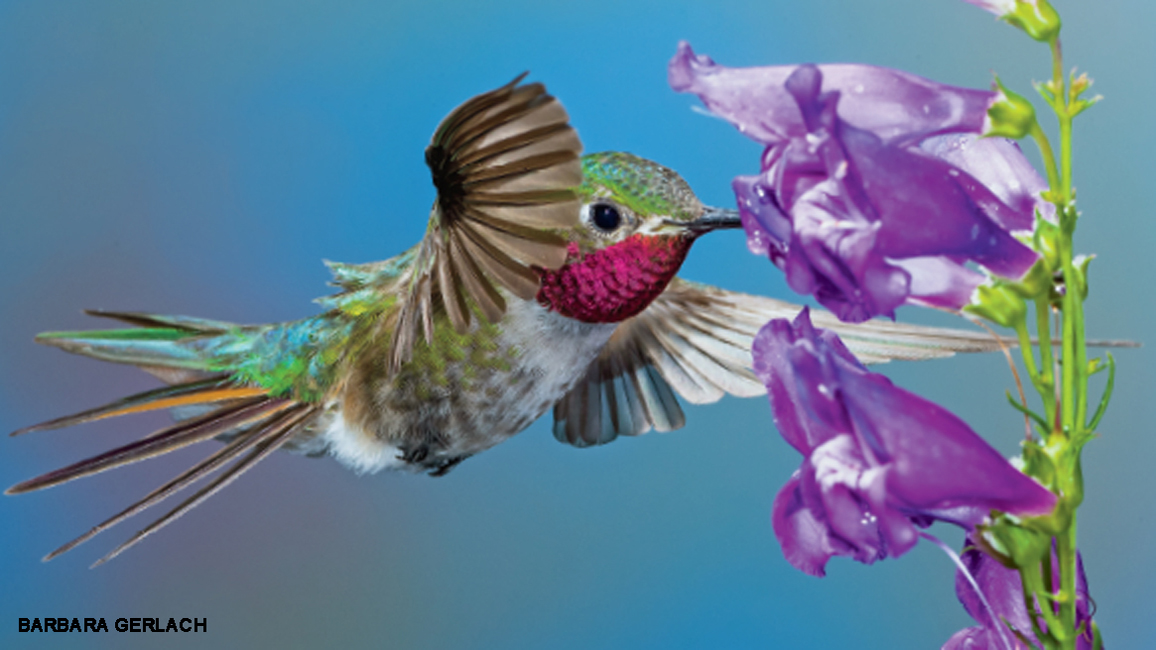 Hummingbird Jokes: Fun Bird Humor Collection