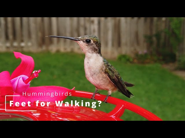 Hummingbird Legs: Understanding Their Tiny Feet