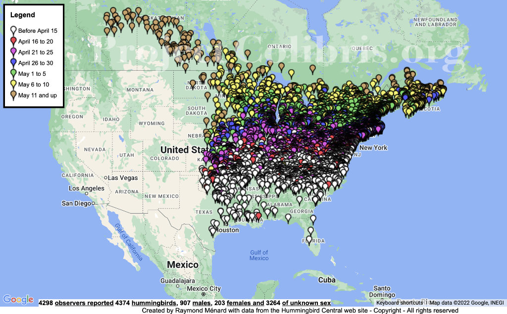 Hummingbird Migration: Annual Journey Map Guide