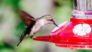 Hummingbird Nectar Recipe: Perfect Mix for Feeders