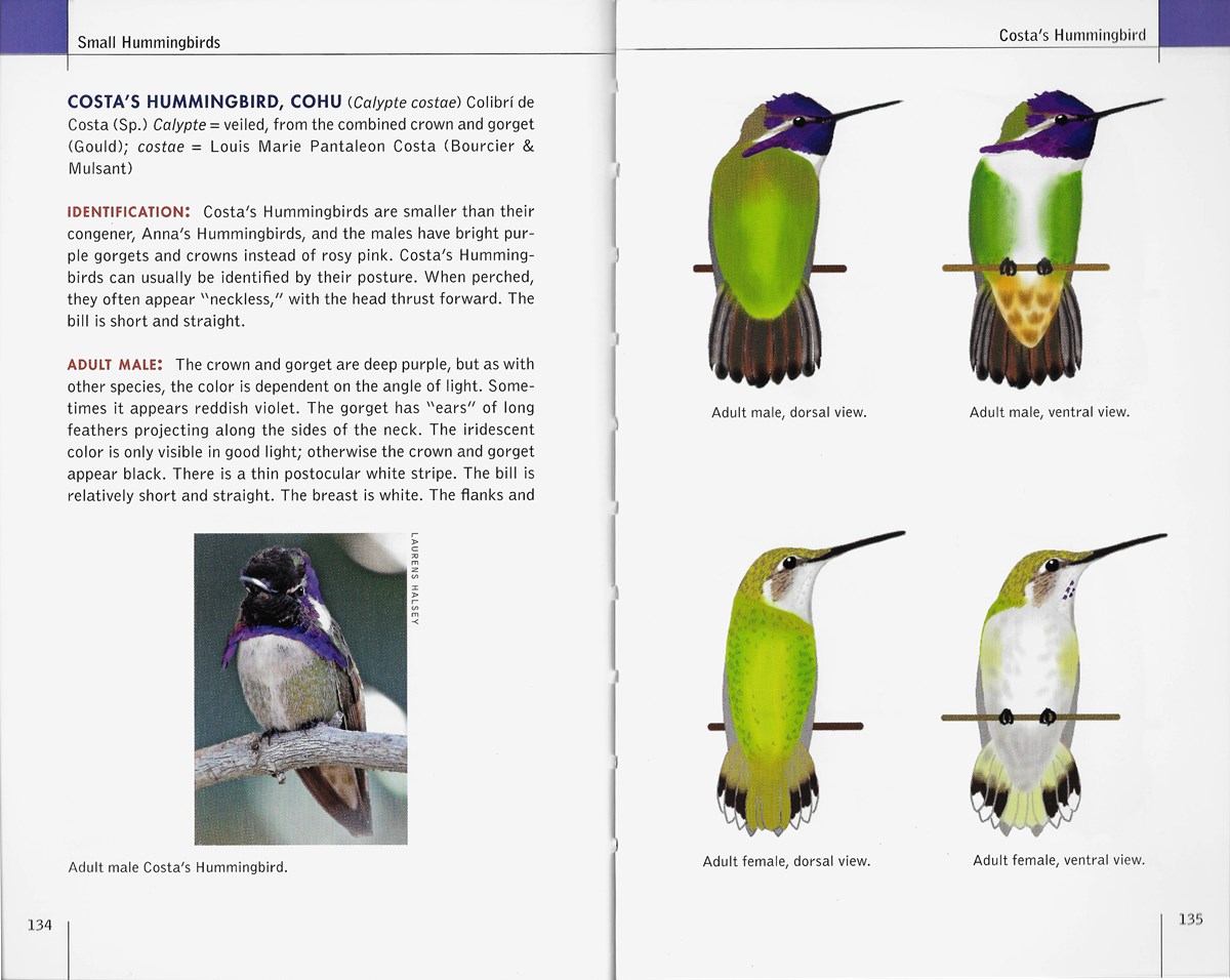 Hummingbird Patterns: Seasonal Behavior Guide