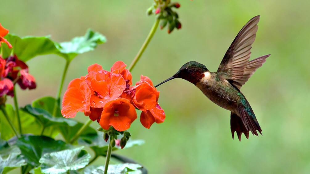 Hummingbird Plants: Best Garden Varieties to Grow