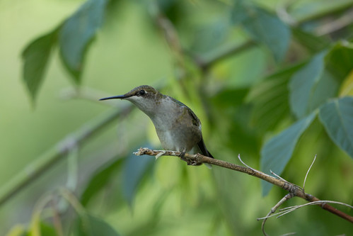 Hummingbird Predators: Common Threats They Face