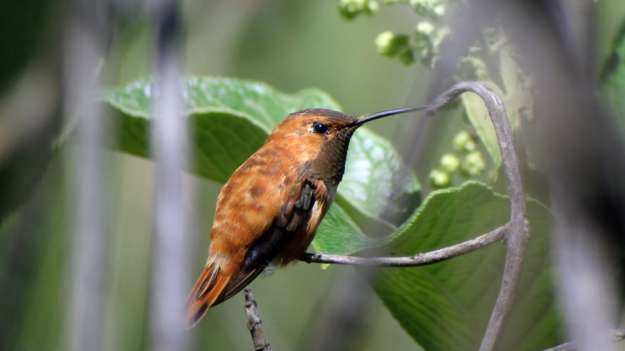 Hummingbird Season: When to Expect These Visitors