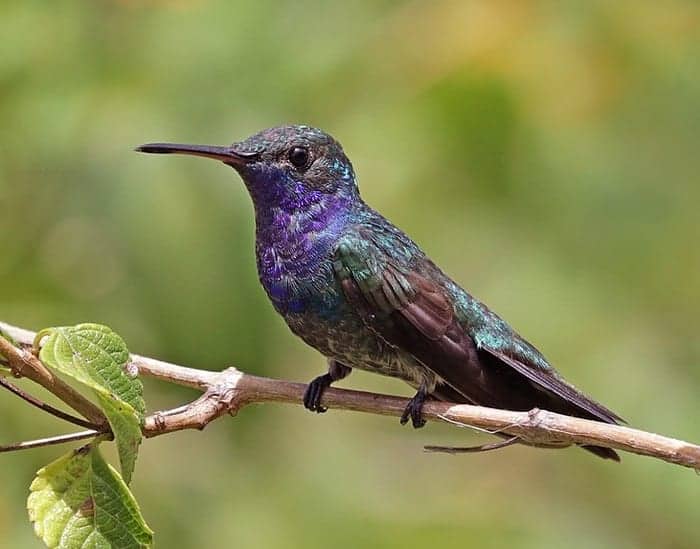 Hummingbird Significance: Cultural Importance