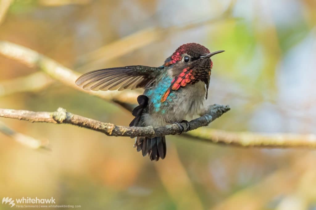 Hummingbird Size: How Big Are These Tiny Birds