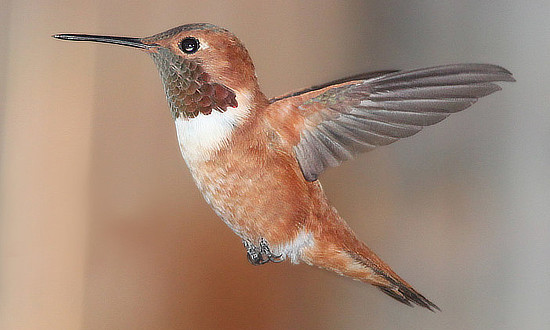 Hummingbird Species: Common Types in North America