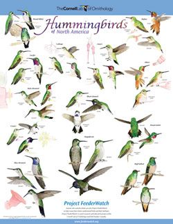 Hummingbird Species Guide: North American Varieties