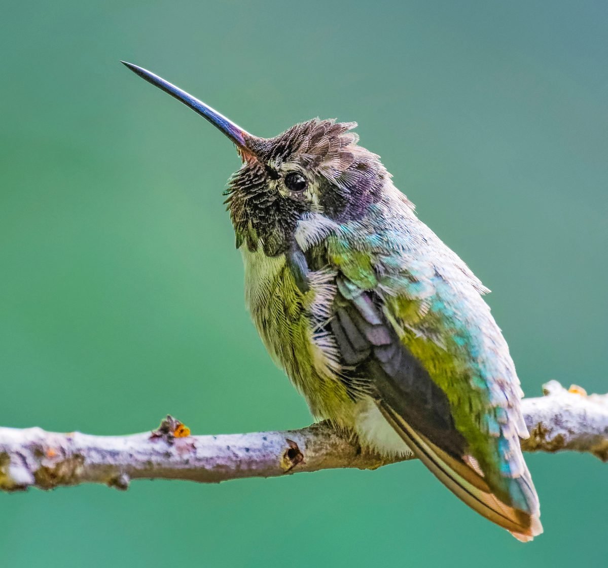 Hummingbird Weight: How Much These Tiny Birds Weigh