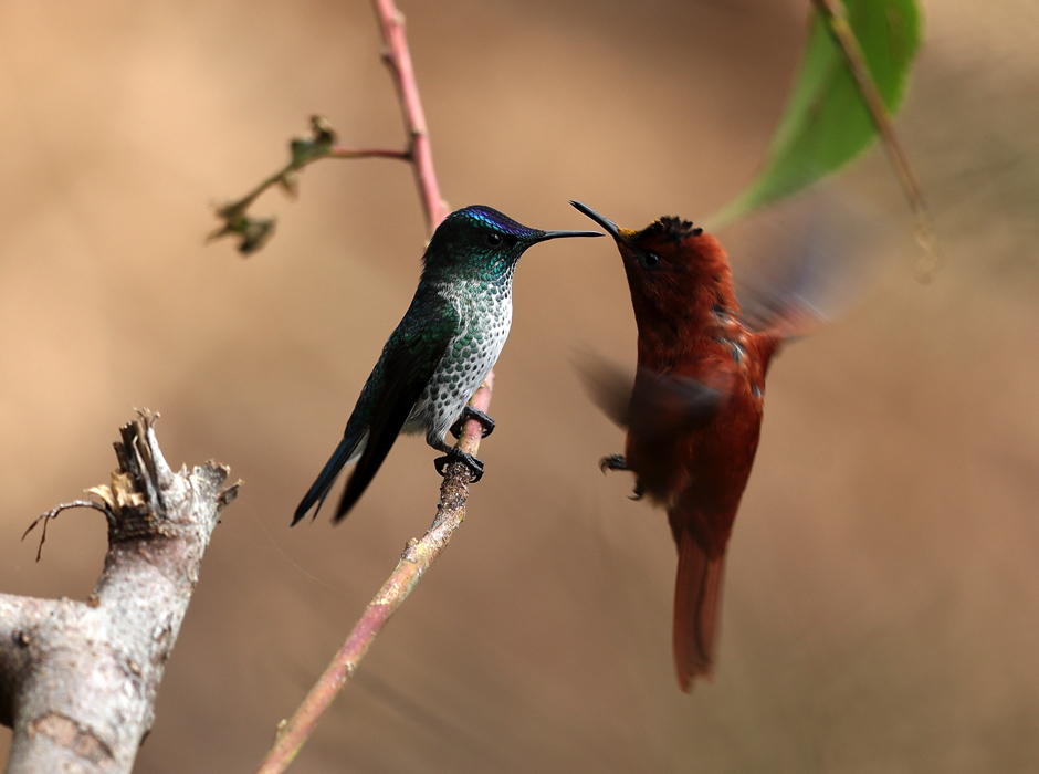 Hummingbird Wing Speed: Understanding Their Flight