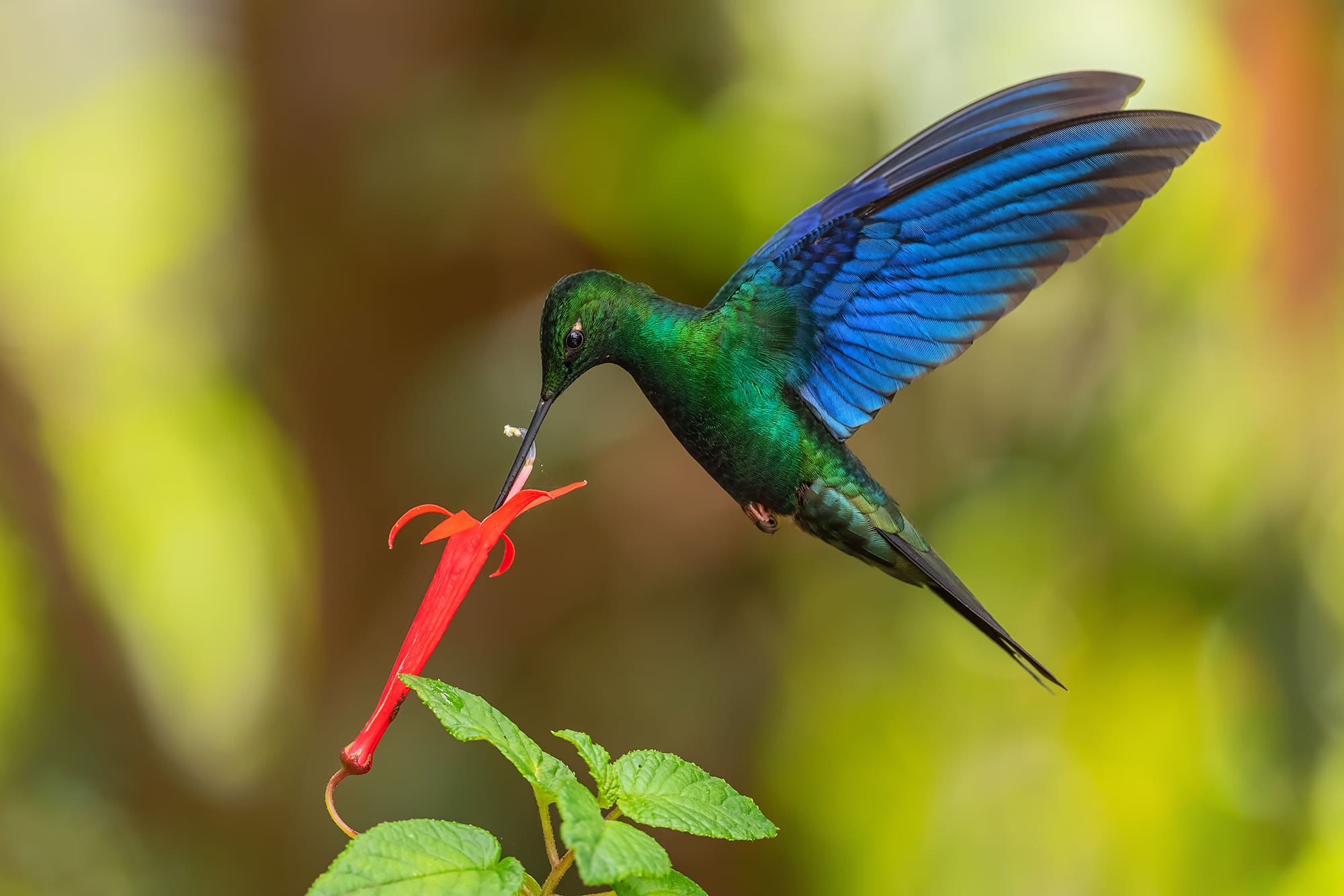 Hummingbird Wings: Amazing Flight Capabilities