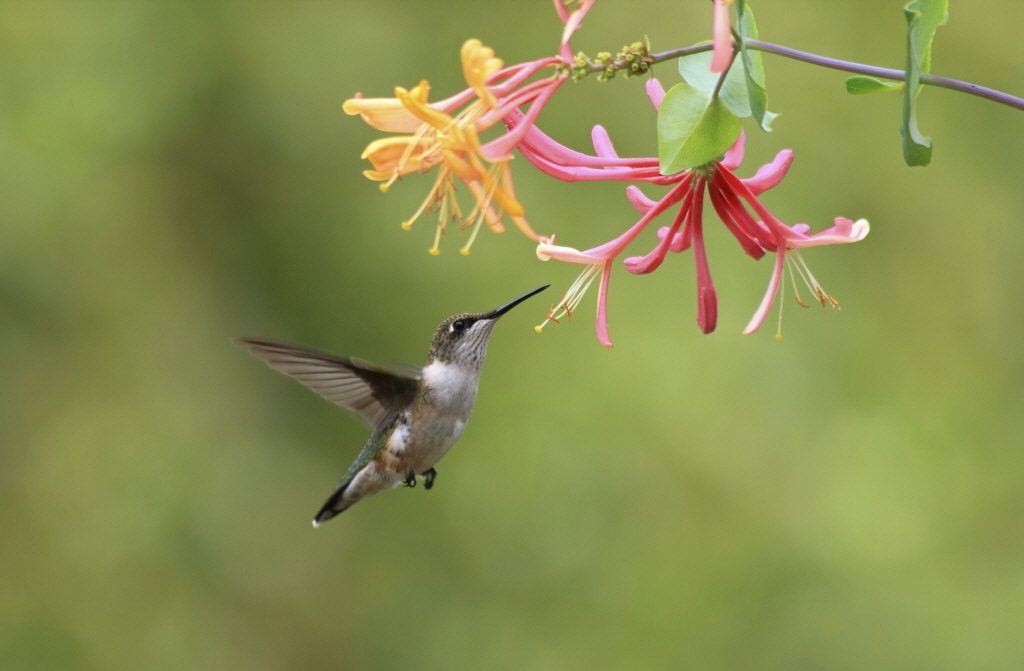 Hummingbirds and Bees: Garden Relationships