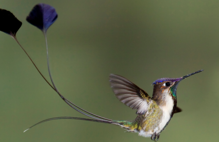 Hummingbirds and Climate Change: Impact Report