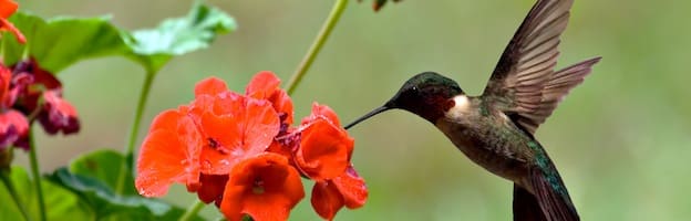 Hummingbirds in Art: Cultural Significance