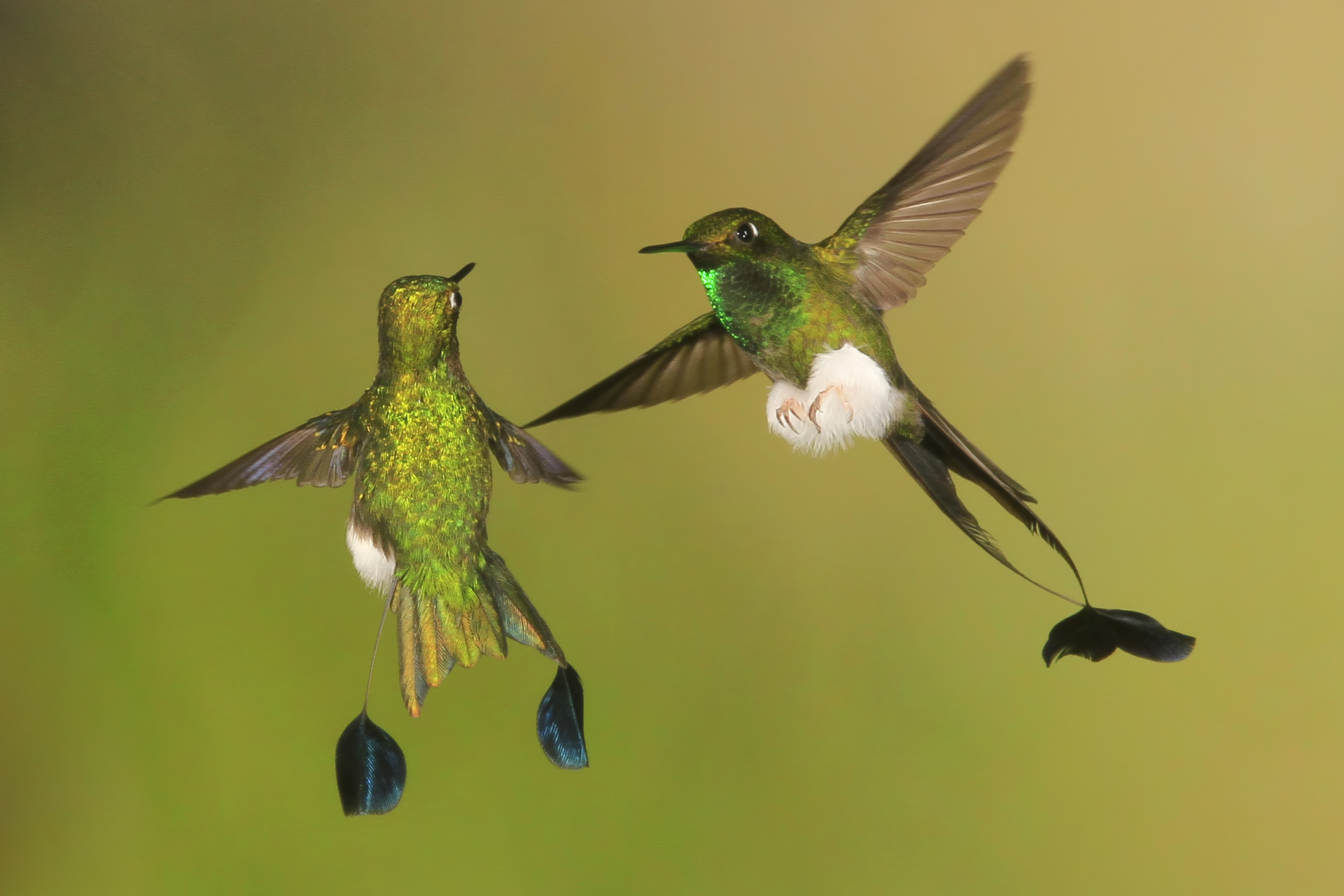 Hummingbirds in South America: Species Guide