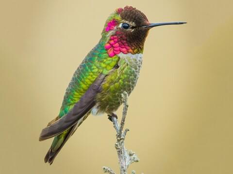 Largest Hummingbird Species: Size Comparison